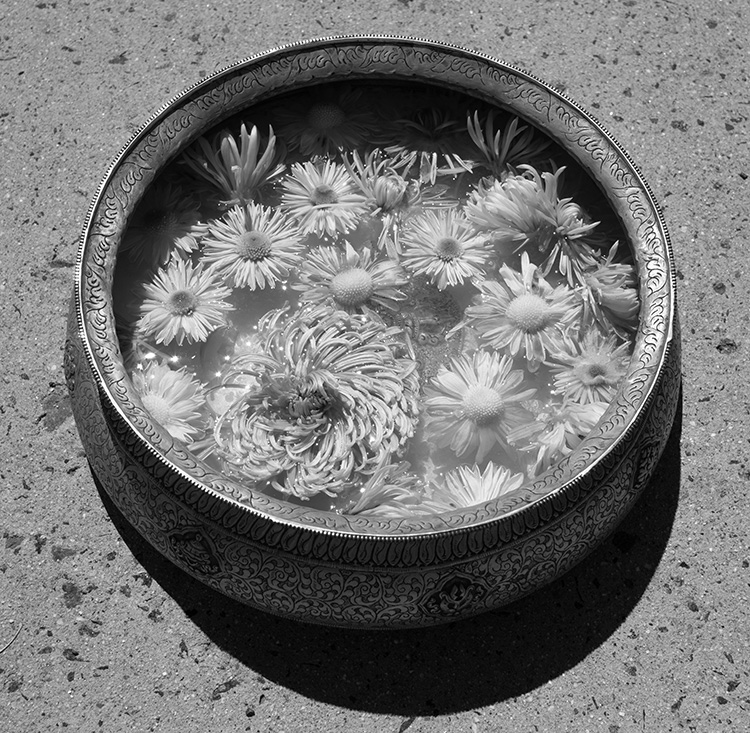 Infrared Photograph of Rotten Flowers.